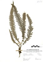 藏品(翅軸假金星蕨)的圖片